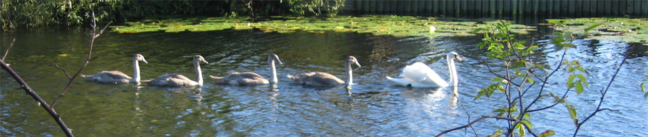 Ulverston Angling Association Header Image 3