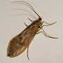 Trichoptera