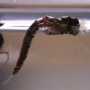 Chironomid