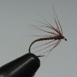 Claret Spider
