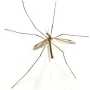 cranefly