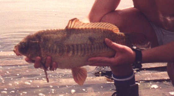 Ulverston Angling Photo