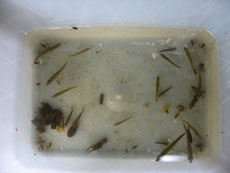 Aquatic Insects from Knottallow