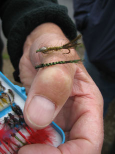 Damselfly Nymph