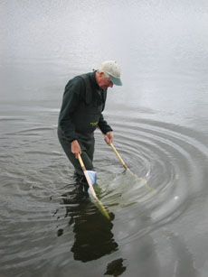 Looking for Aquatic Insects