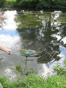 Weed Rake